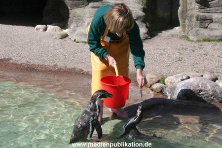 Hagenbeck Roos 14052008 025
