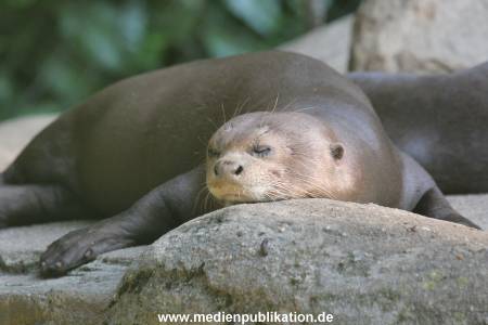 Hagenbeck 25082014 001