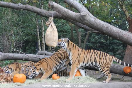 Hagenbeck 27092018 001