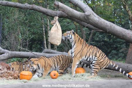 Hagenbeck 27092018 002