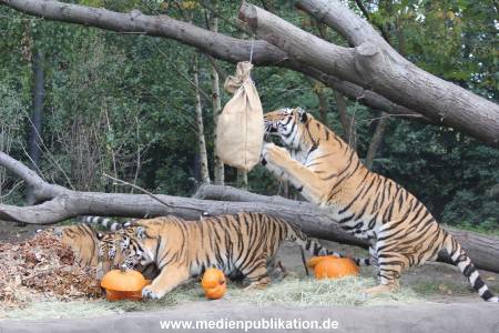Hagenbeck 27092018 003