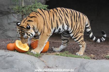 Hagenbeck 27092018 004