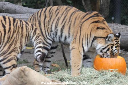 Hagenbeck 27092018 007