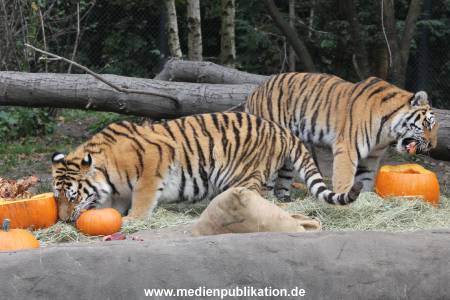 Hagenbeck 27092018 008