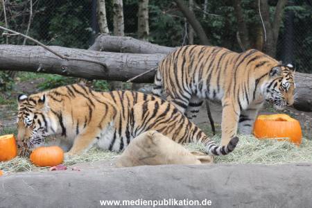 Hagenbeck 27092018 009