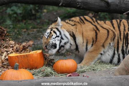 Hagenbeck 27092018 010