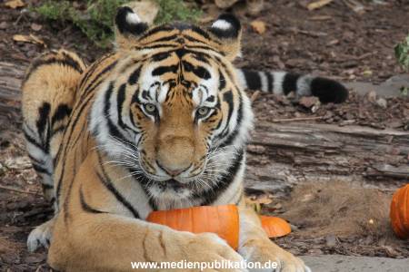 Hagenbeck 27092018 011