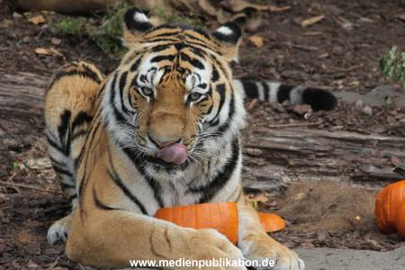 Hagenbeck 27092018 012