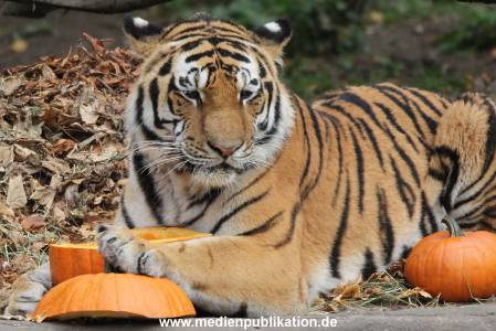 Hagenbeck 27092018 013