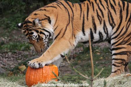 Hagenbeck 27092018 014