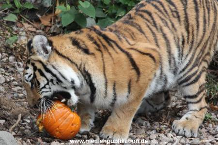 Hagenbeck 27092018 015