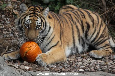 Hagenbeck 27092018 016