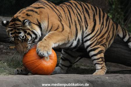Hagenbeck 27092018 017
