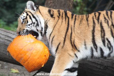 Hagenbeck 27092018 018