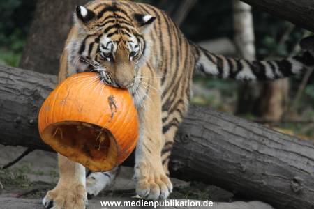 Hagenbeck 27092018 019