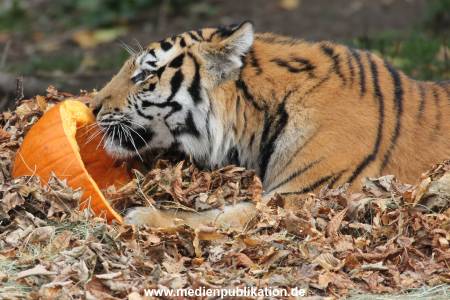 Hagenbeck 27092018 020