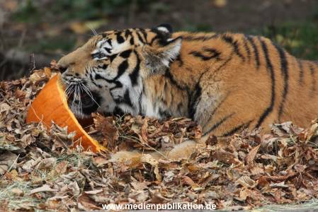 Hagenbeck 27092018 021