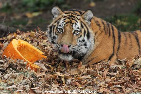 Hagenbeck 27092018 022