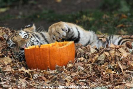Hagenbeck 27092018 023