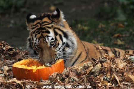 Hagenbeck 27092018 024