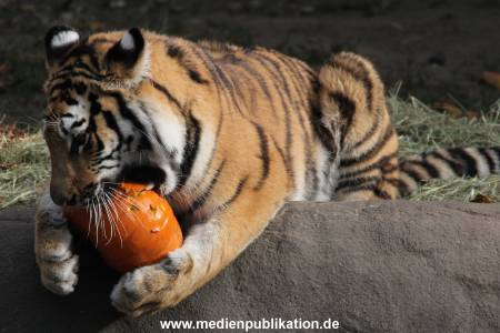 Hagenbeck 27092018 025