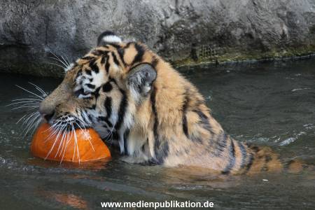 Hagenbeck 27092018 026