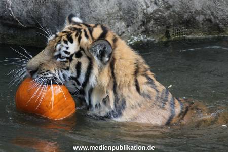 Hagenbeck 27092018 027