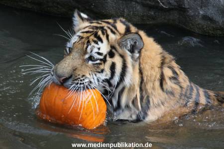 Hagenbeck 27092018 028
