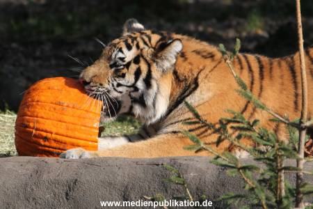 Hagenbeck 27092018 029