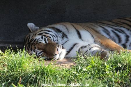 Hagenbeck 26092016 012