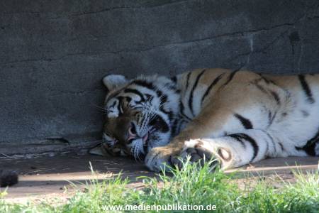 Hagenbeck 26092016 013