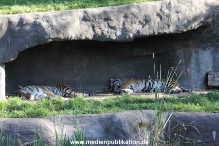 Hagenbeck 26092016 014