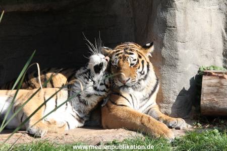 Hagenbeck 26092016 016