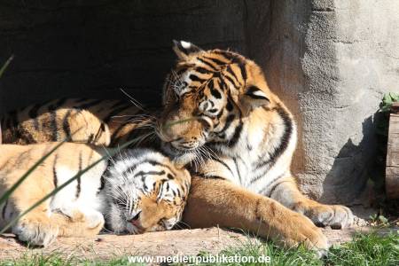 Hagenbeck 26092016 019