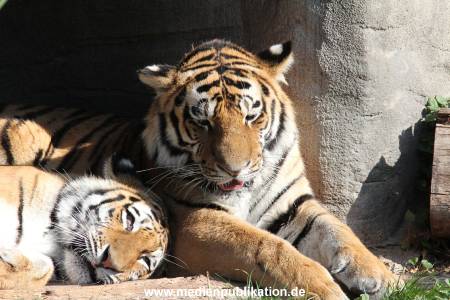 Hagenbeck 26092016 032