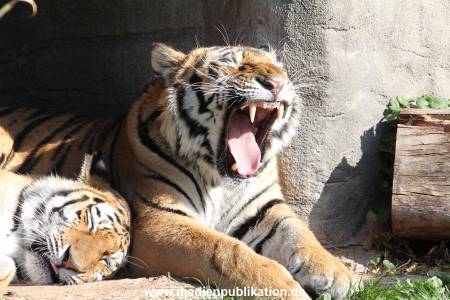 Hagenbeck 26092016 033