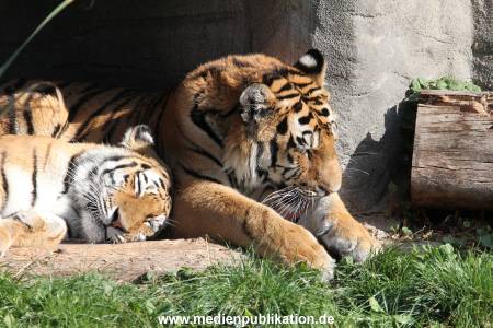 Hagenbeck 26092016 034