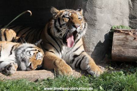 Hagenbeck 26092016 035