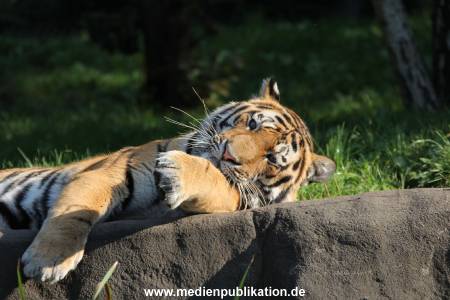 Hagenbeck 26092016 041