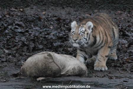 Hagenbeck 05122017 007