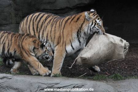 Hagenbeck 05122017 008