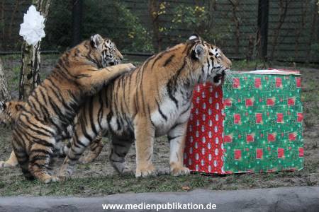 Hagenbeck 05122017 016