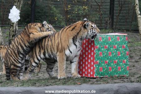 Hagenbeck 05122017 017