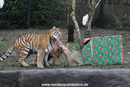 Hagenbeck 05122017 018
