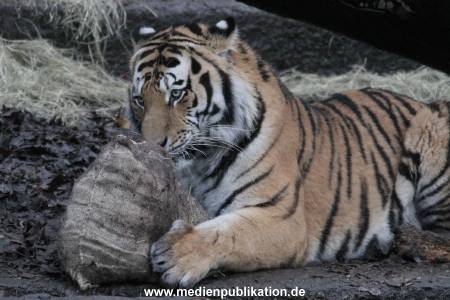 Hagenbeck 05122017 022