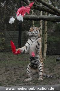 Hagenbeck 05122017 024