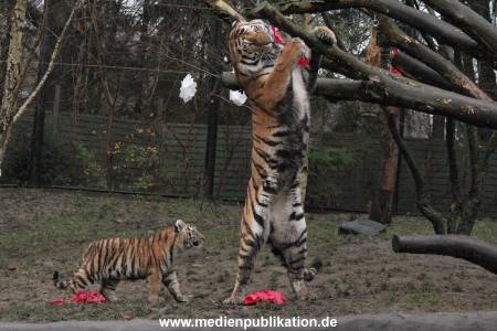 Hagenbeck 05122017 029