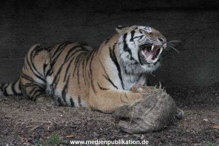 Hagenbeck 05122017 030