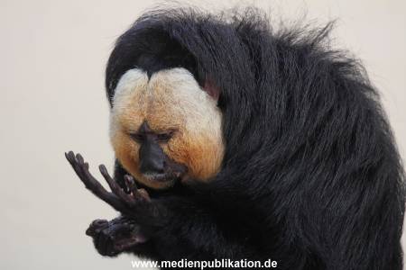 Hagenbeck 02072014 043