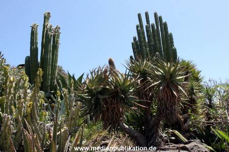 Palmitos Park GC2013 058